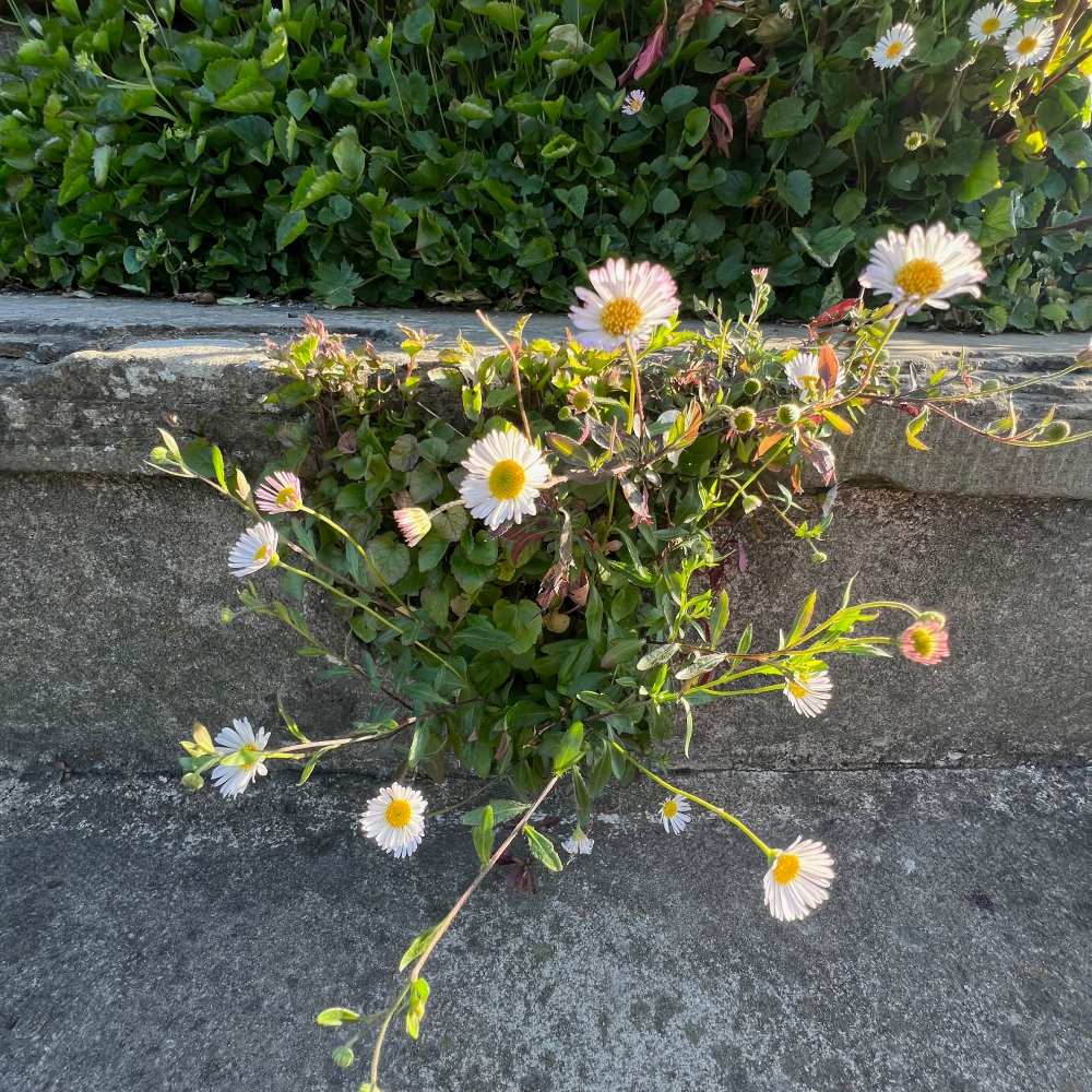 Natural resilience: California daisies